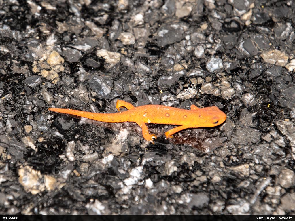 Red-spotted Newt