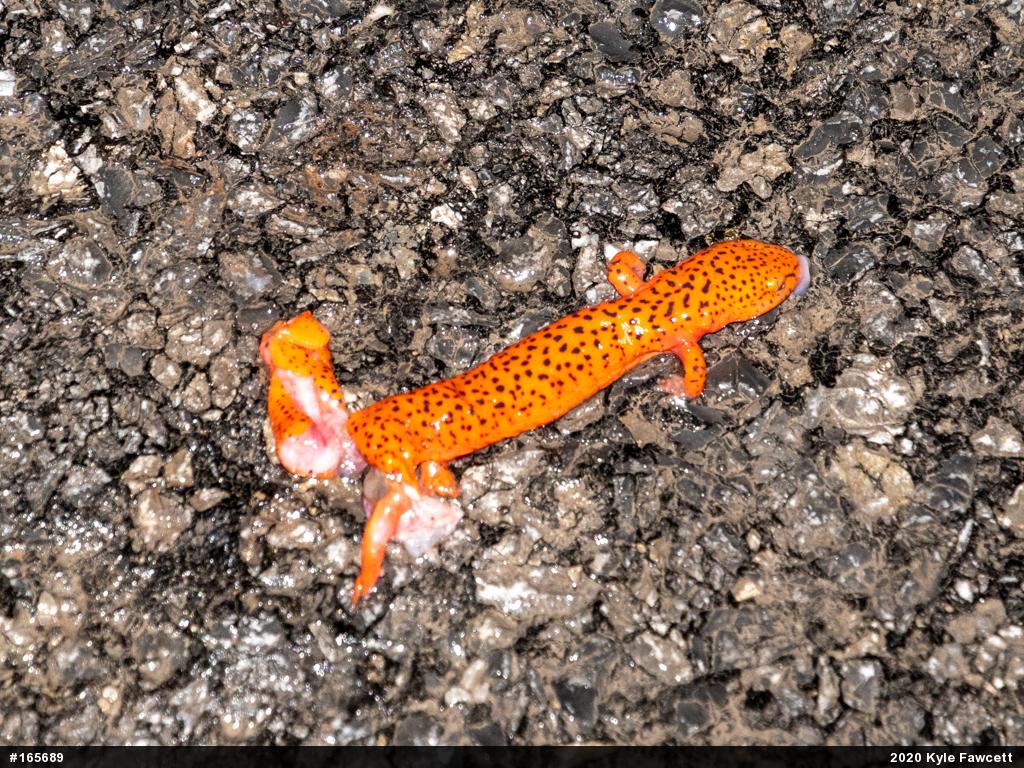 Northern Red Salamander