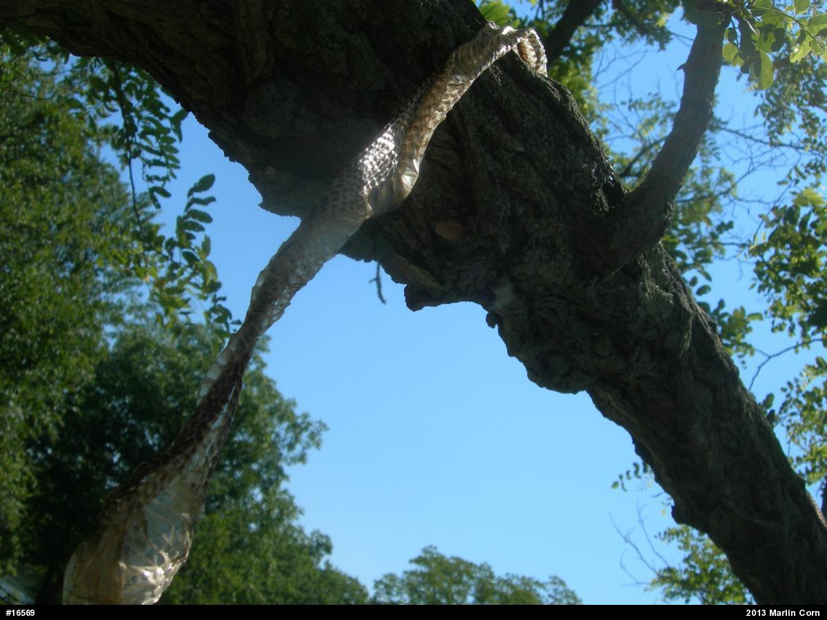 Eastern Ratsnake
