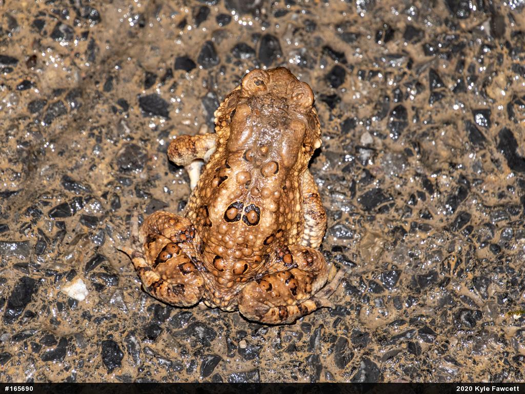 Eastern American Toad