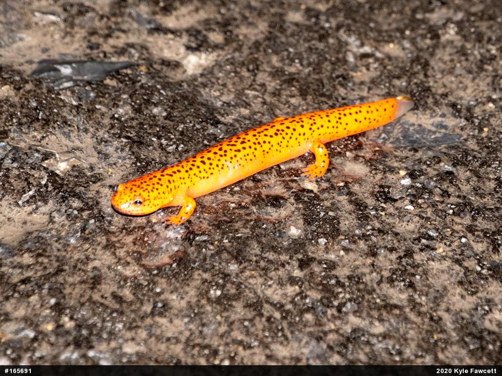 Northern Red Salamander
