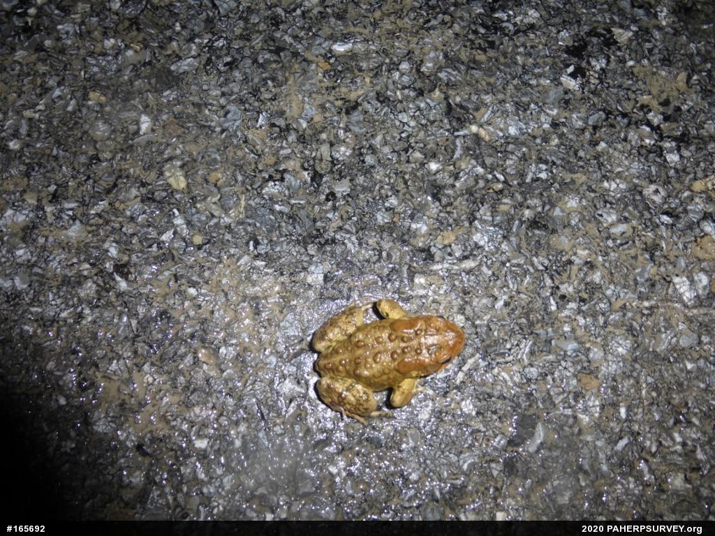 Eastern American Toad