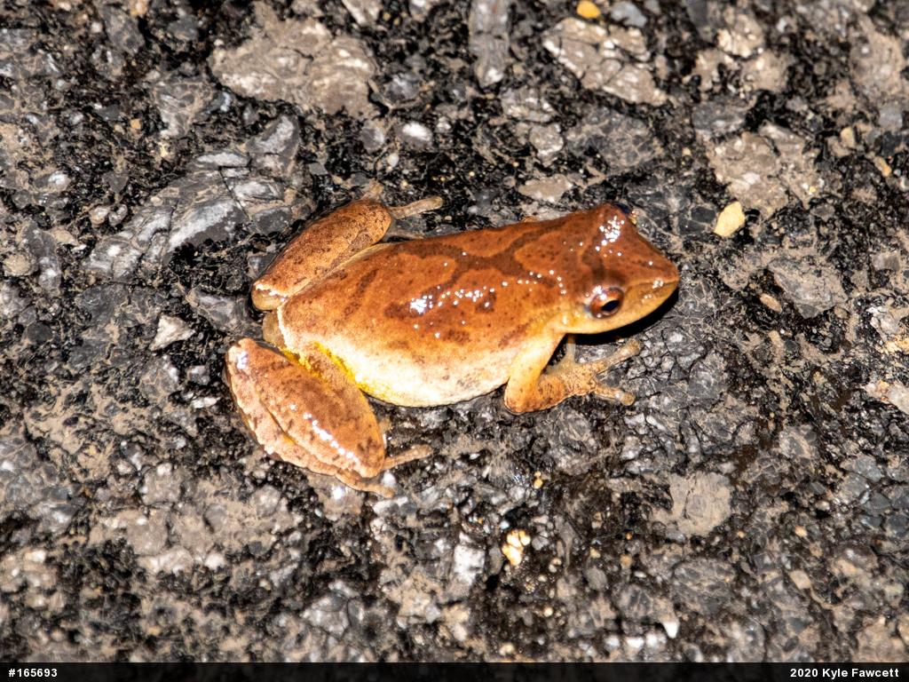 Spring Peeper