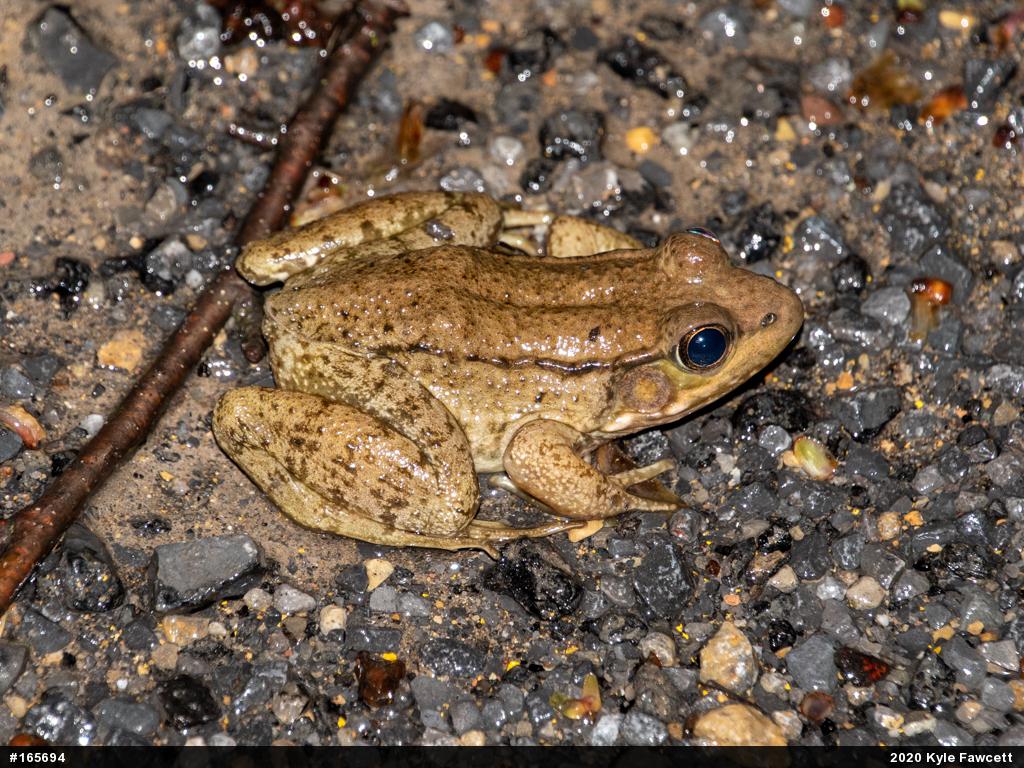 Green Frog