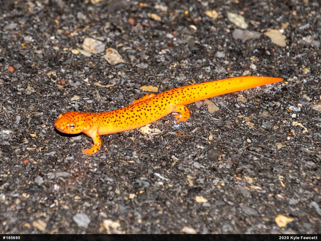 Northern Red Salamander