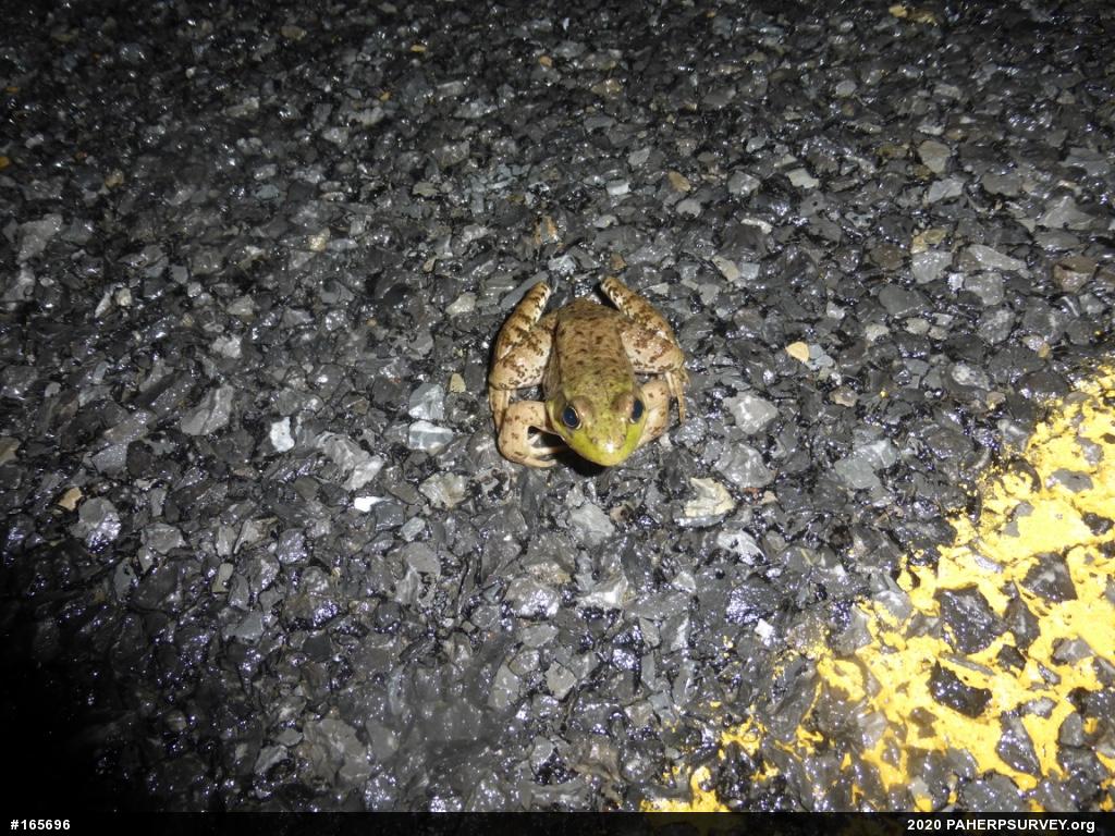 Green Frog