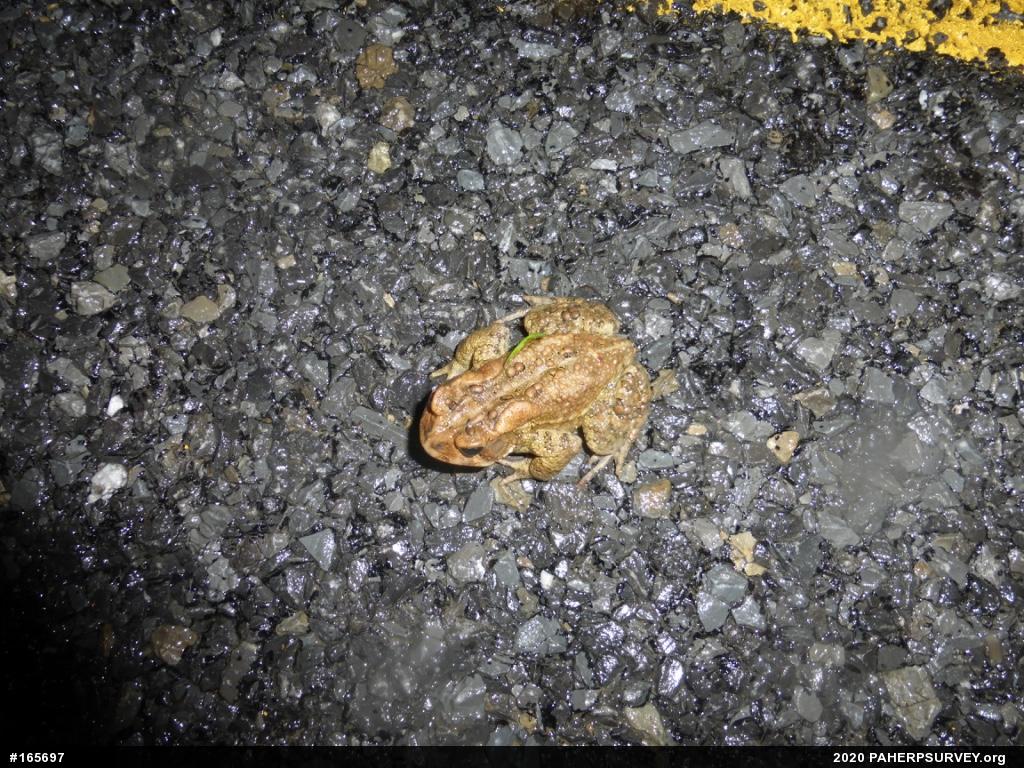Eastern American Toad