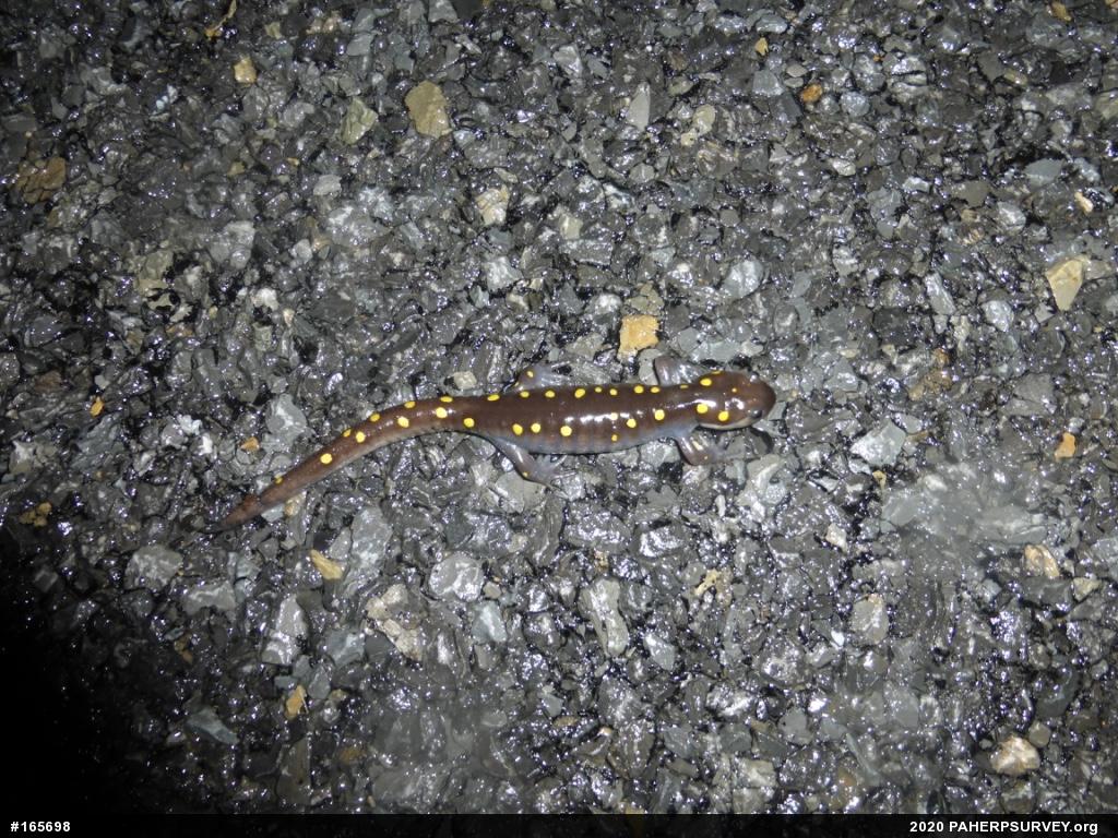 Spotted Salamander