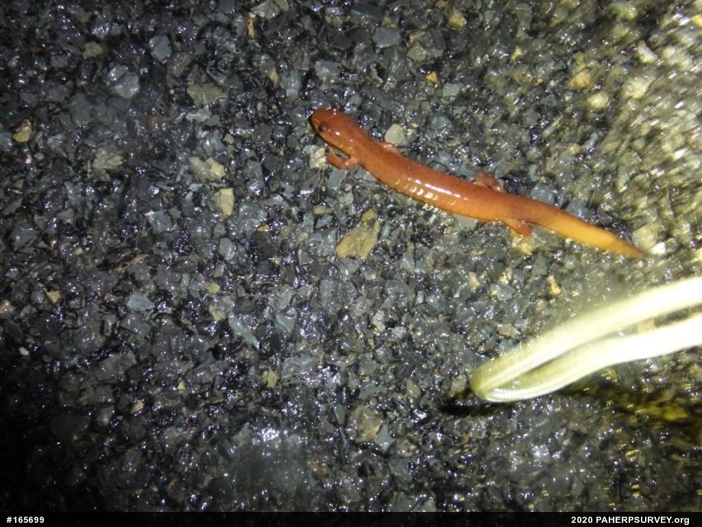 Northern Spring Salamander