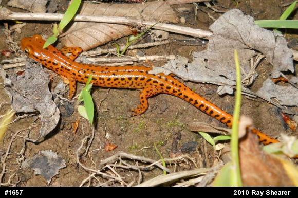 Eastern Long-tailed Salamander