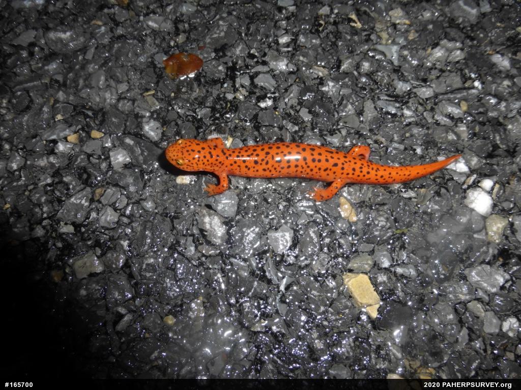 Northern Red Salamander