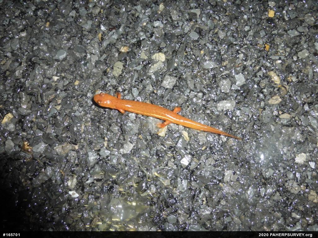 Northern Spring Salamander