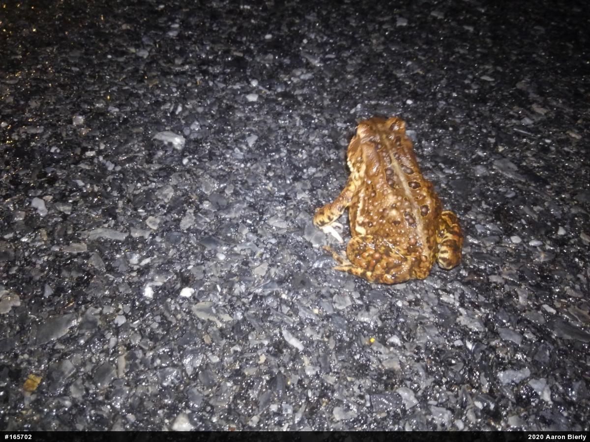 Eastern American Toad