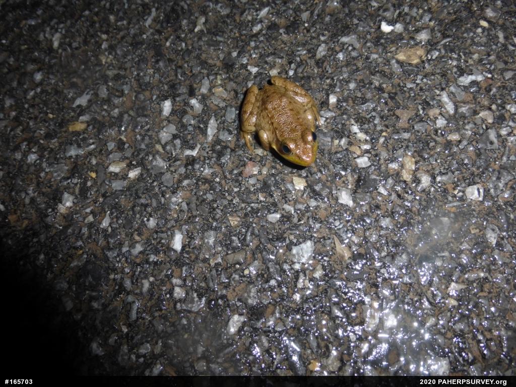 Green Frog