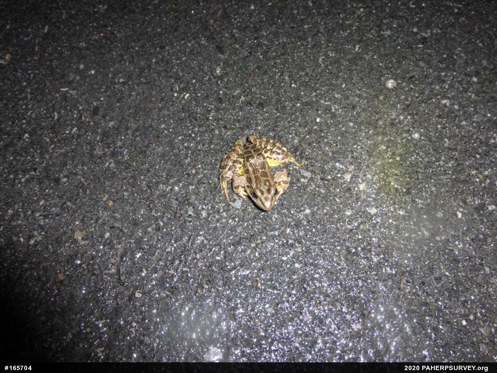 Pickerel Frog