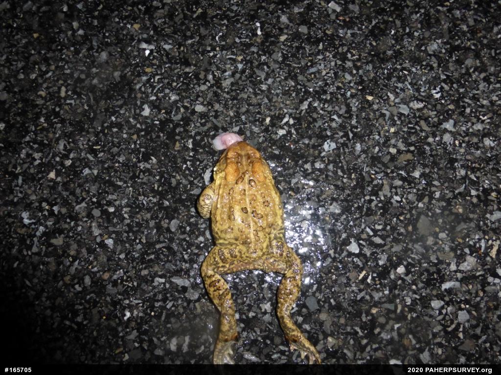 Eastern American Toad