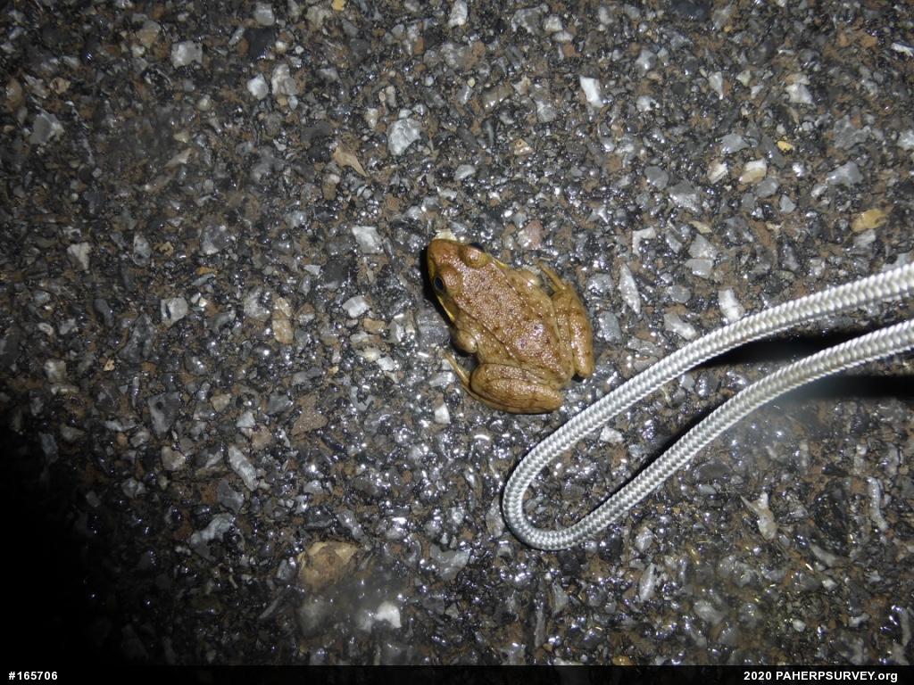 Green Frog