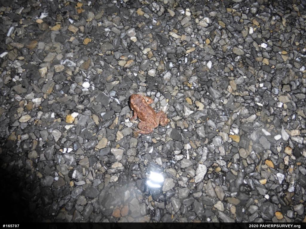 Eastern American Toad