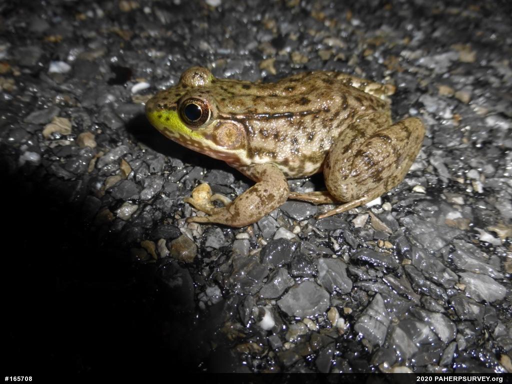 Green Frog