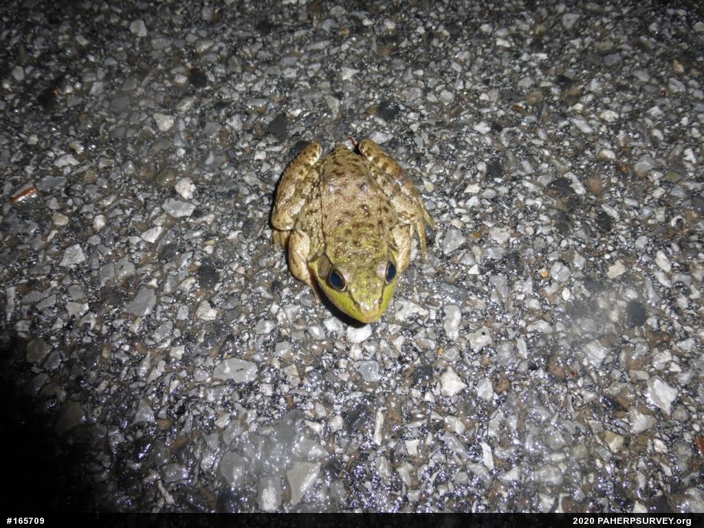 Green Frog