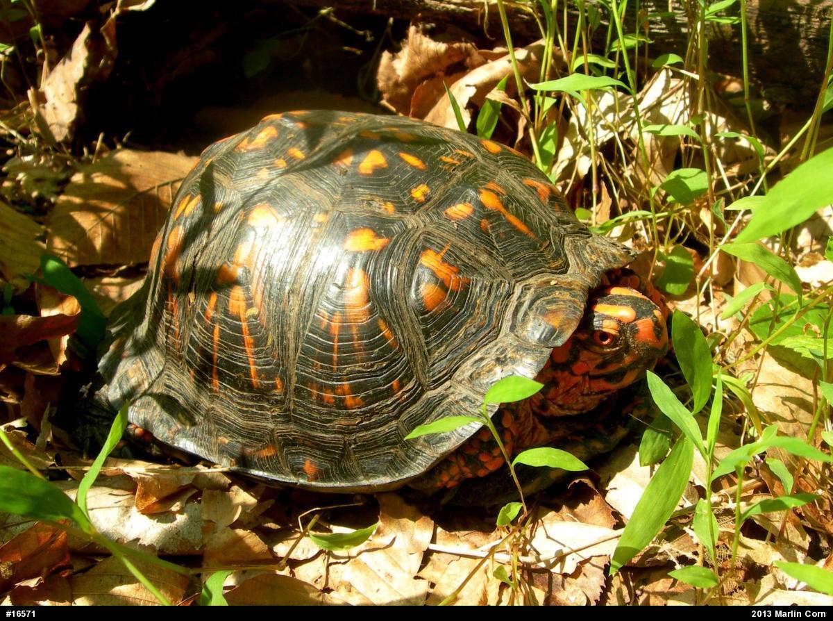Eastern Box Turtle