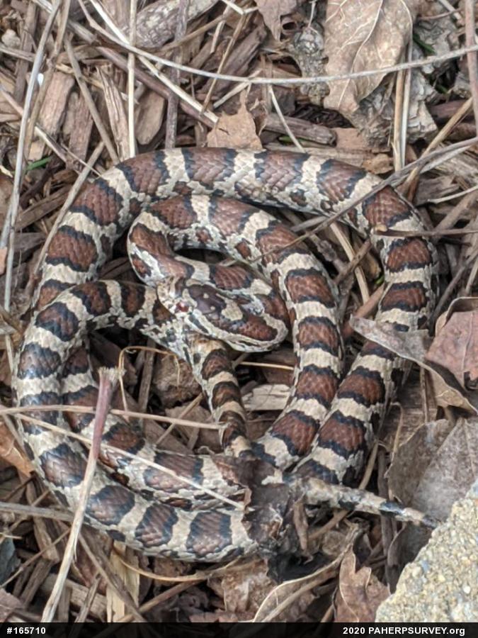 Eastern Milksnake