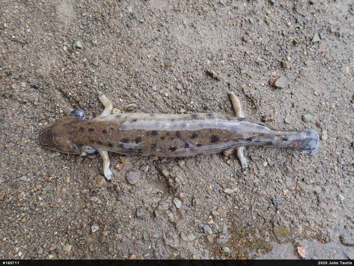 Common Mudpuppy