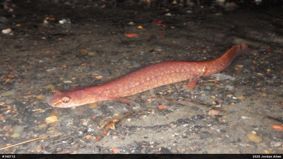Northern Spring Salamander