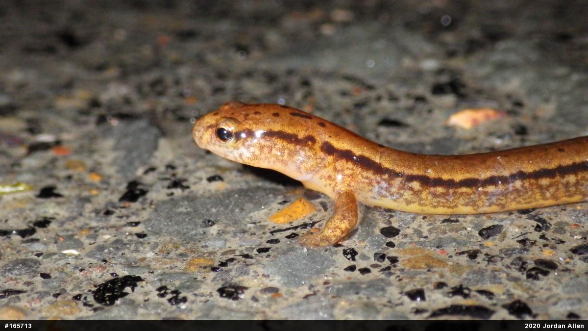 Northern Two-lined Salamander