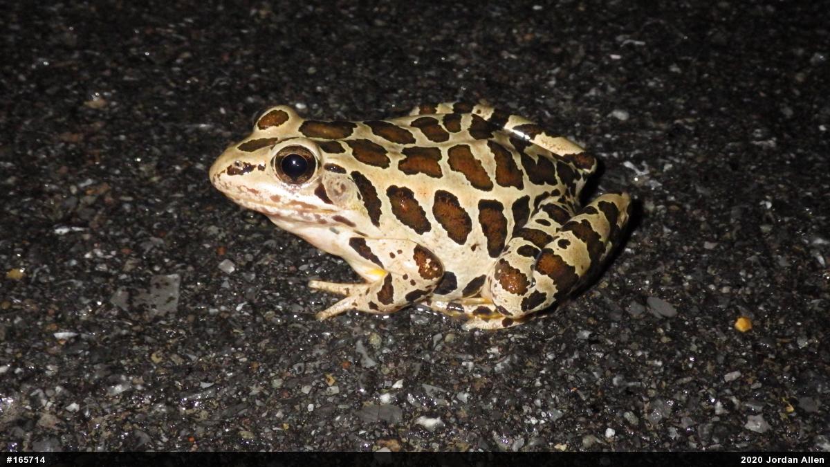 Pickerel Frog