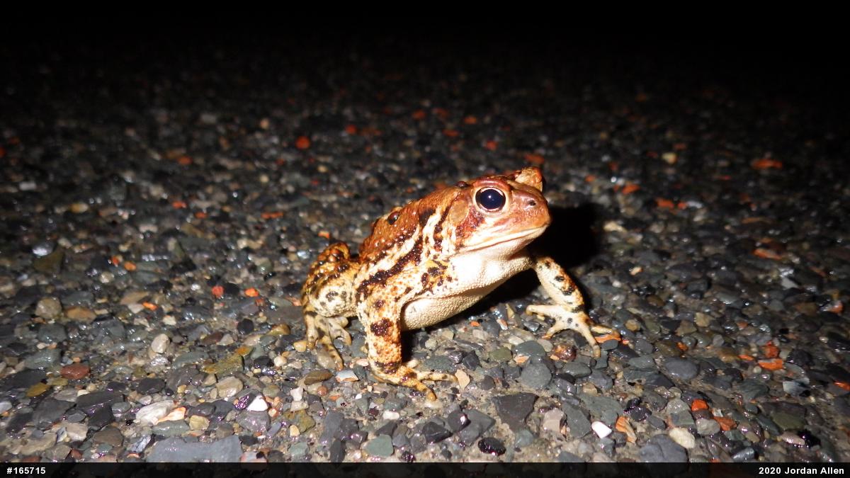 Eastern American Toad