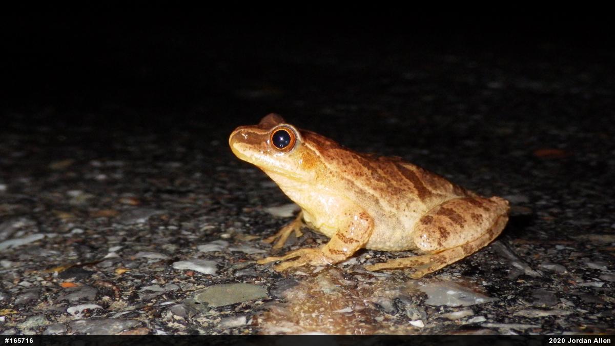 Spring Peeper