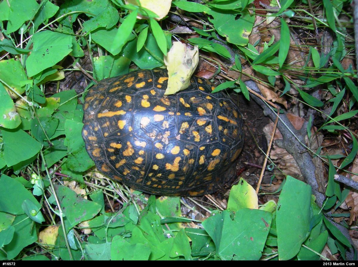 Eastern Box Turtle
