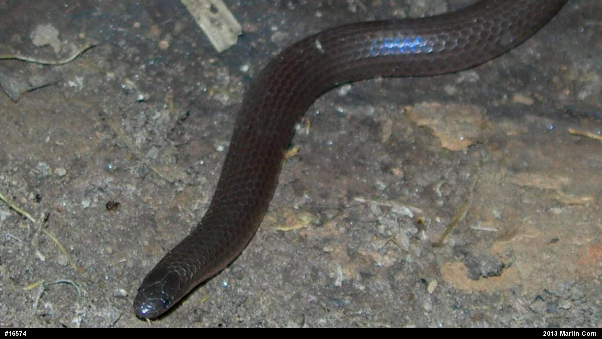 Eastern Wormsnake