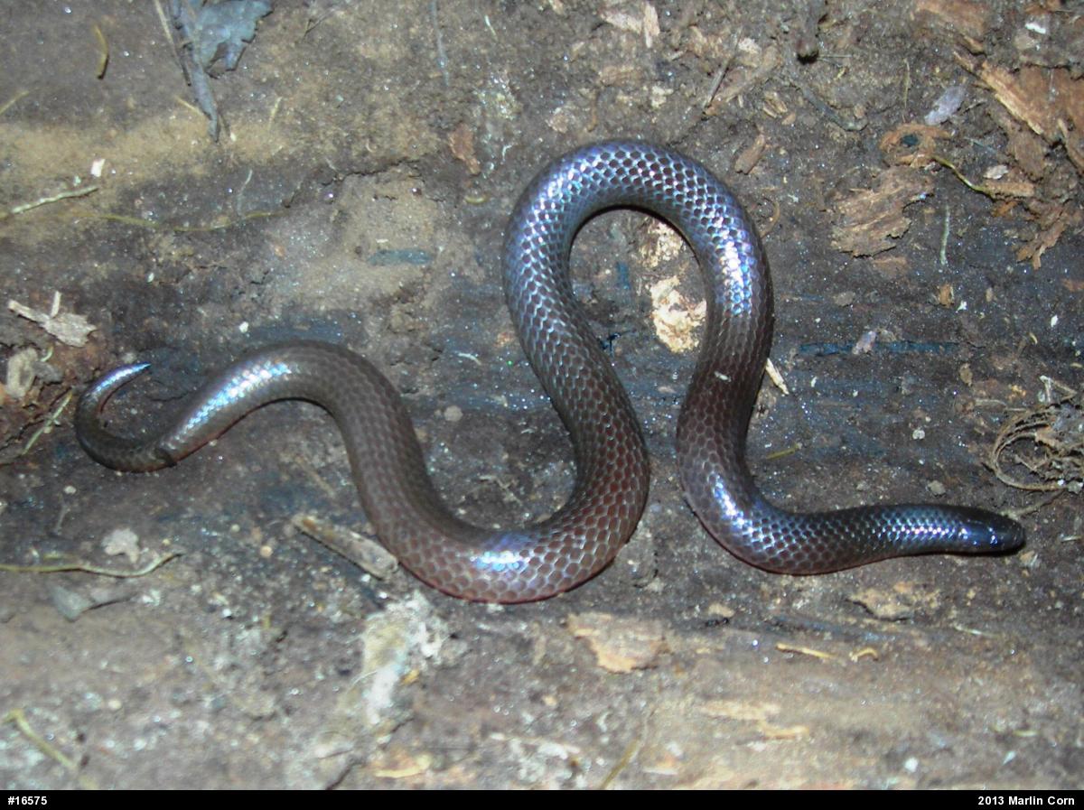 Eastern Wormsnake