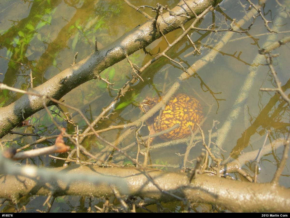 Eastern Box Turtle