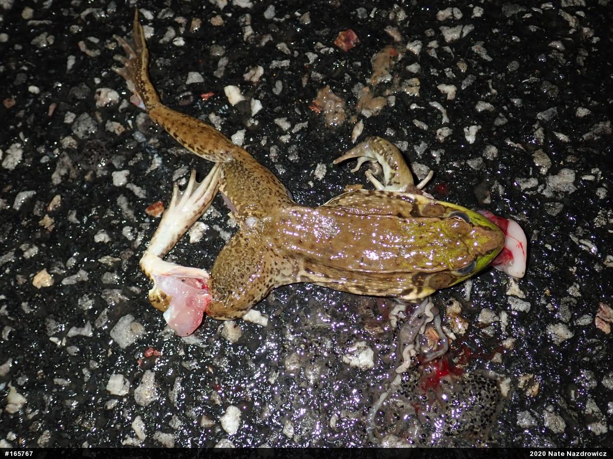 Green Frog