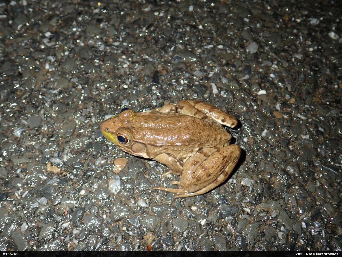 Green Frog
