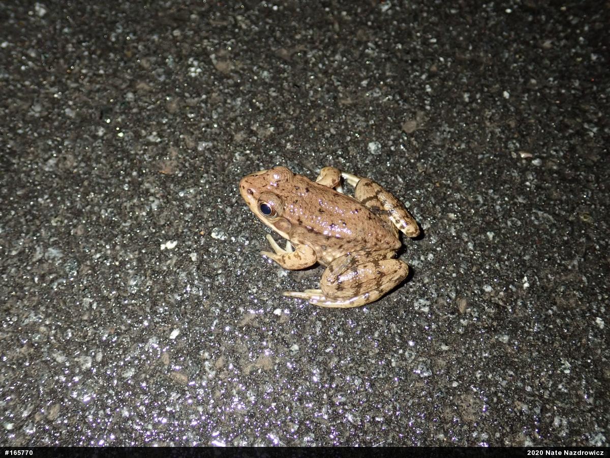 Green Frog
