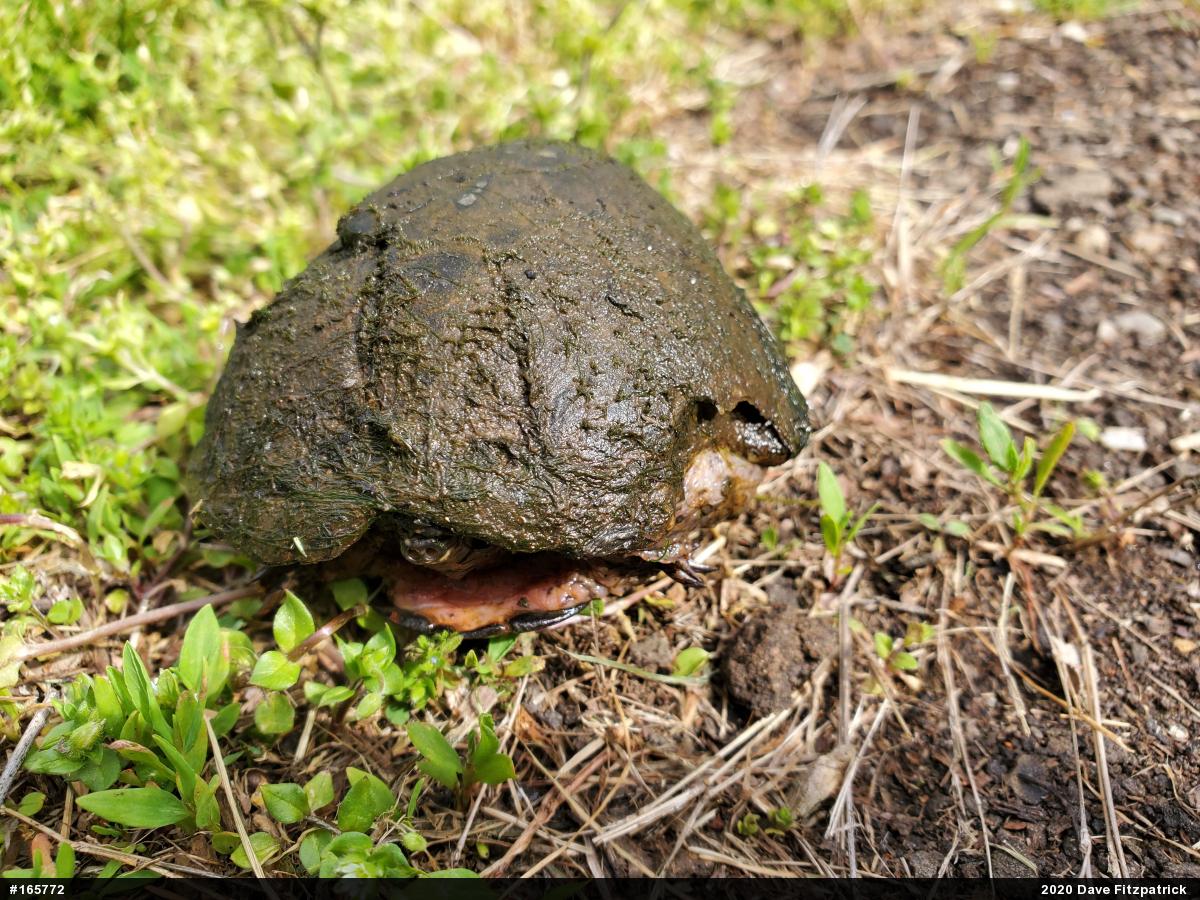 Eastern Musk Turtle