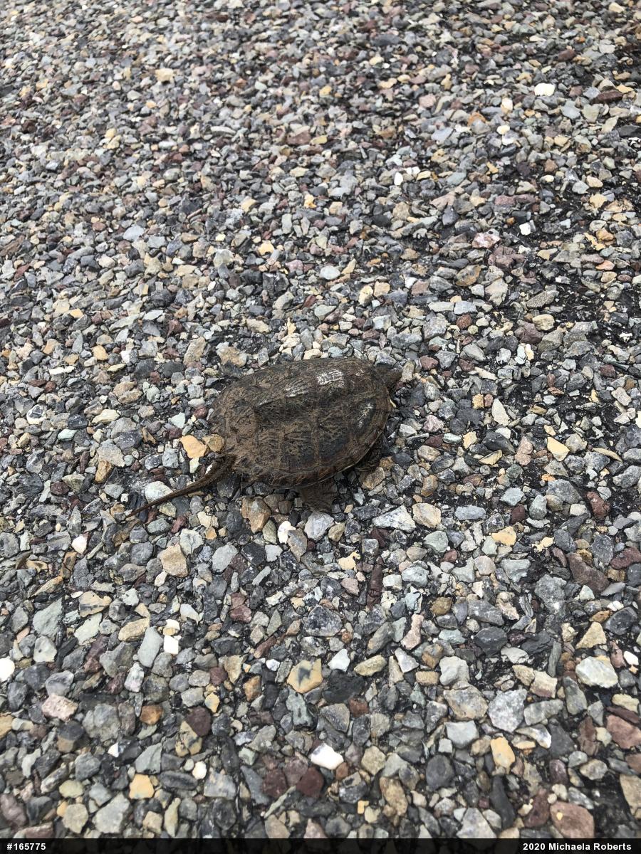 Snapping Turtle
