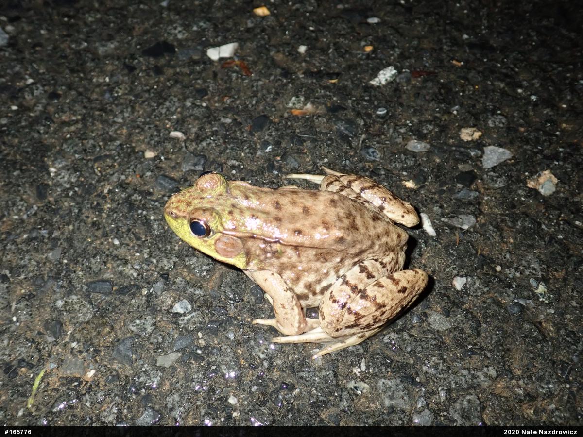 Green Frog