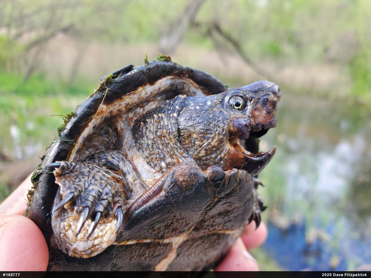 Eastern Musk Turtle