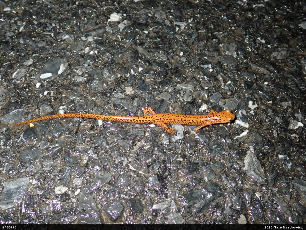 Eastern Long-tailed Salamander