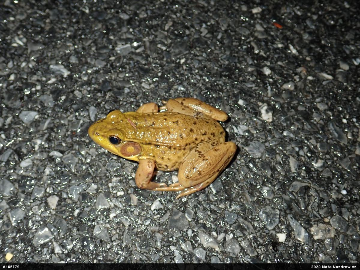 Green Frog