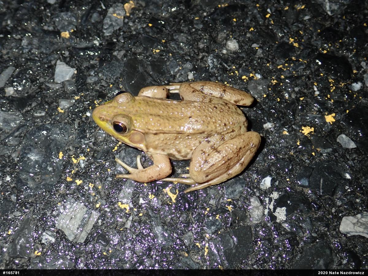 Green Frog