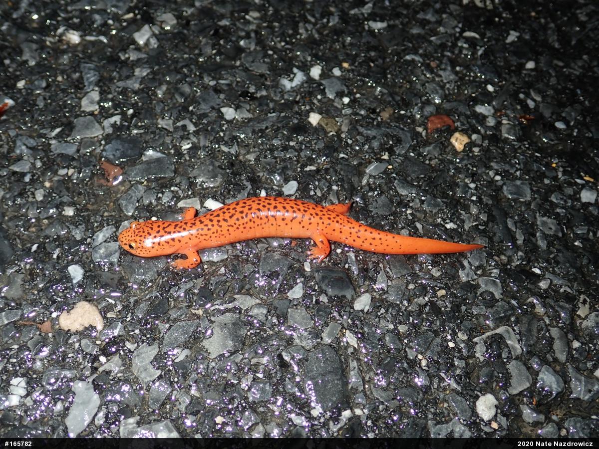 Northern Red Salamander