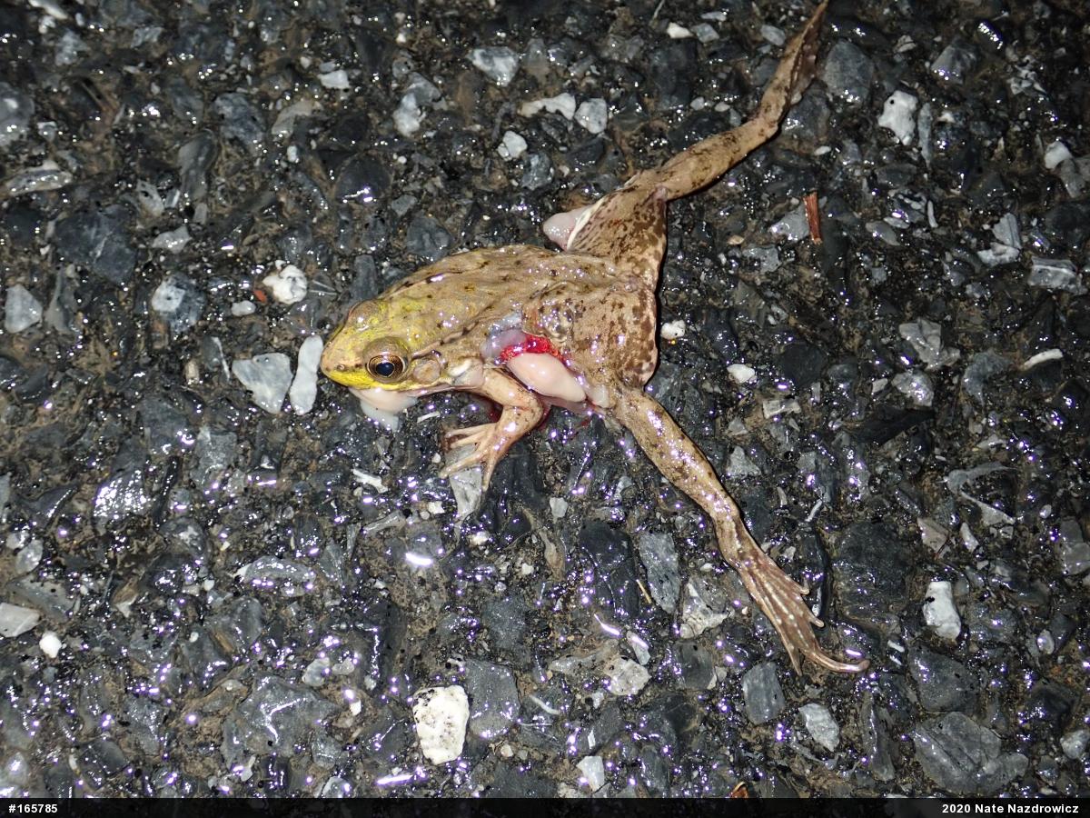 Green Frog