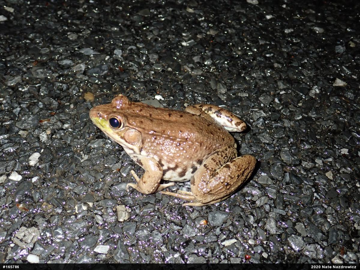 Green Frog