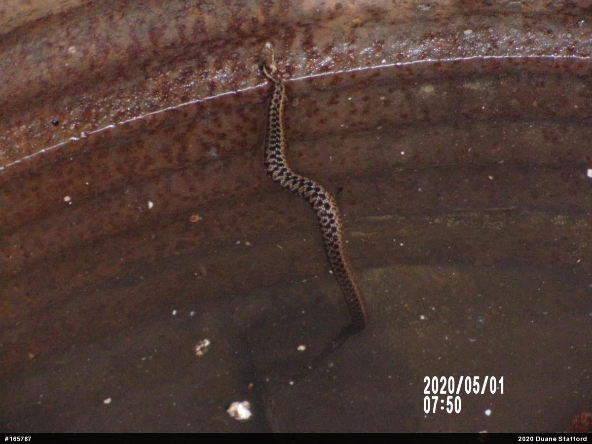 Eastern Gartersnake